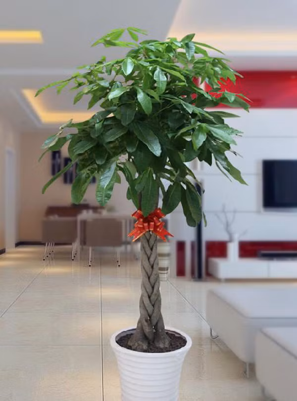 Thực tế, những chiếc chậu sứ mỏng và cao này không thích hợp để trồng cây. Chúng quá cao, chứa nhiều đất trong chậu. Khi tưới, nước rất khó thấm xuống đáy chậu khiến phần rễ ở đây không tiếp xúc được với nguồn nước, nhanh chóng bị khô. Cây vì thế mà còi cọc.Ảnh: Sohu