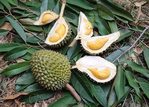 Cũng giống như các loại sầu riêng thông thường khác, mỗi một quả sầu riêng tí hon này bổ ra đều có từ 4-5 múi vàng ruộm rất hấp dẫn.