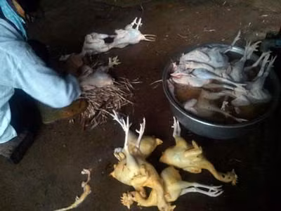 Diem danh thuc pham ngam hoa chat dau doc nguoi Viet