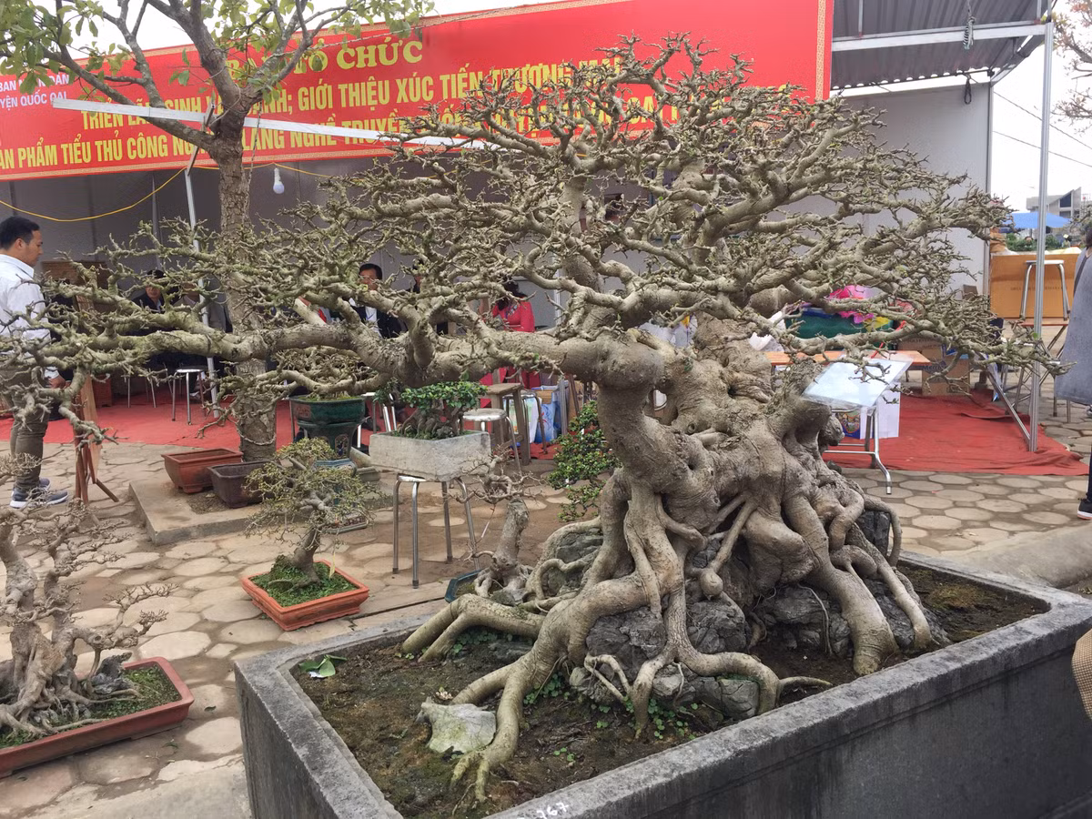 Anh Nghiệp cũng cho biết thêm, ba cây sanh này đã có rất nhiều người ngỏ ý muốn mua từ 3-4 tỷ đồng/cây nhưng anh không muốn bán.