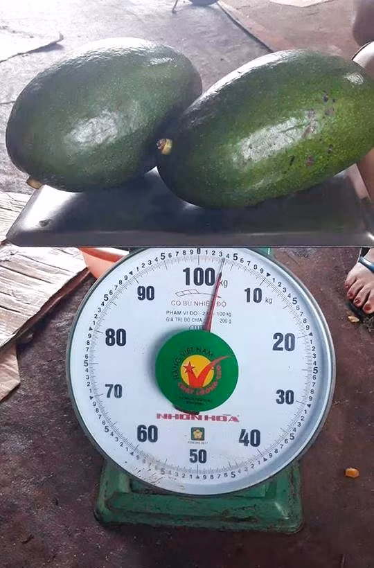 Giá của loại bơ này cũng thuộc loại “khủng” với 190.000 – 200.000 đồng/kg. Như vậy có thể tính, mỗi quả bơ có giá 300.000 – 400.000 đồng. Mức giá này so với bơ thường đắt gấp 5 lần, bởi đang mùa bơ, giá bơ dao động từ 40.000 – 60.000 đồng/kg. Ảnh: Vietnamnet.
