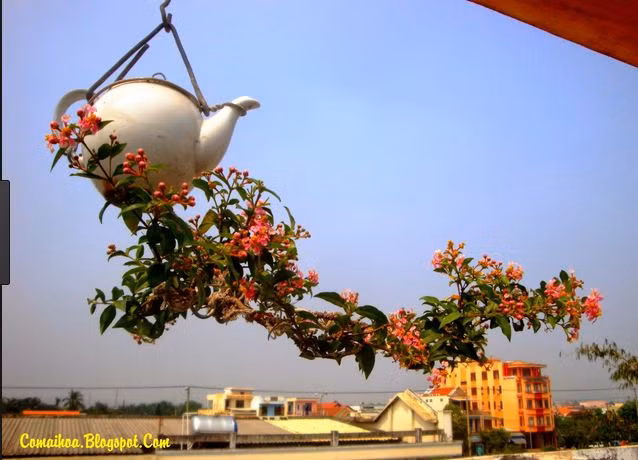 Trồng cây treo ngược không quá xa lạ đối với mọi người. Tuy nhiên bonsai mini trồng ngược là xu hướng cây cảnh rất mới hiện nay. Những chậu bonsai mini trồng ngược đẹp đến mê mẩn sau đây khiến người xem không thể rời mắt. Ảnh: Comaihoa.