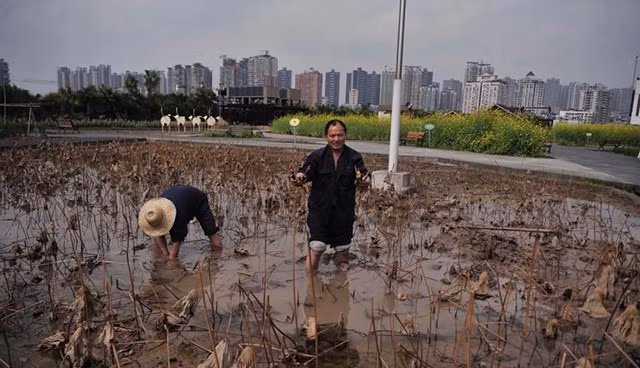 Trên trang trại này, người dân trồng cả rau củ, cả hoa và thậm chí là cả một chiếc hồ nhỏ để thả cá. Việc gieo trồng và chăn nuôi không chỉ giúp công nhân nhà máy thư giãn mà còn có cả thực phẩm sạch để dùng.