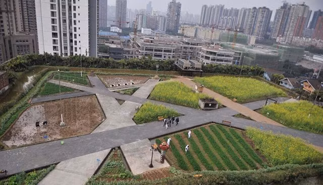 Trang trại hoa màu. Trên nóc nhà máy sản xuất cửa ở phía Tây Nam, Trùng Khánh, Trung Quốc, diện tích tầng thượng không để làm penthouse hay biệt thự mà là một trang trại trồng hoa màu.