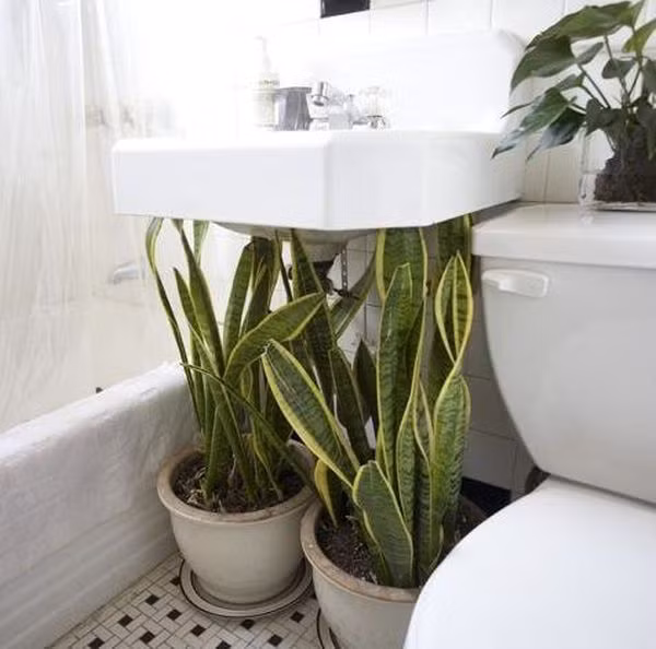 Cây lưỡi hổ cần rất ít ánh sáng và nước để tồn tại nên rất thích hợp để trồng ở những nơi khuất, chật chội như nhà tắm. Ảnh: Saigonhoa.
