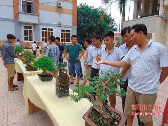 Một làng nghề cây cảnh ở huyện Quỳnh Lưu, Nghệ An lâu nay cũng nổi danh với nhiều nghệ nhân cây cảnh tài ba. Ảnh: Báo Nghệ An.