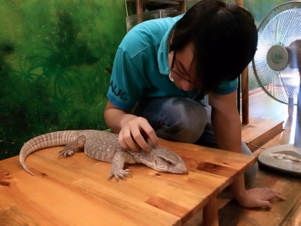 Một chú tắc kè đáng yêu khiến khách tò mò... Ảnh: FB.