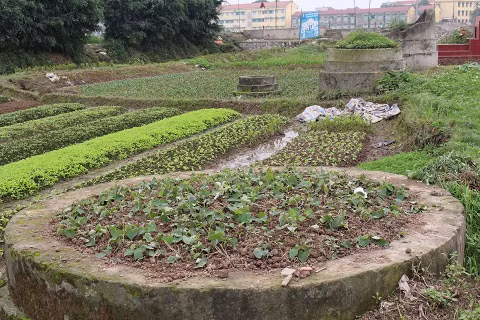 Hàng loạt rau diếp cá, rau xà lách... dùng để ăn sống được trồng trên mộ.