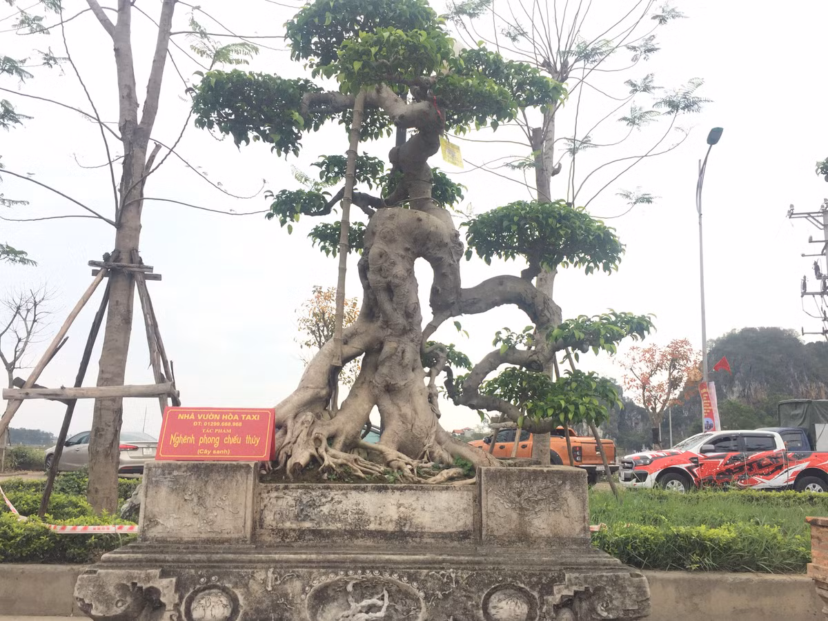 Tác phẩm Ngênh phong chiếu thủy uốn lượn rất uyển chuyển ở phần thân cây tạo sức hấp dẫn đặc biệt đến người xem.