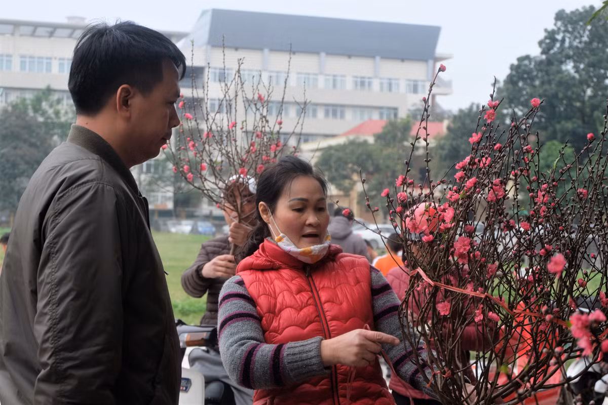 Đào dăm thời điểm này đã được bày bán nhiều, khiến phố phường Hà Nội rực rỡ thêm.