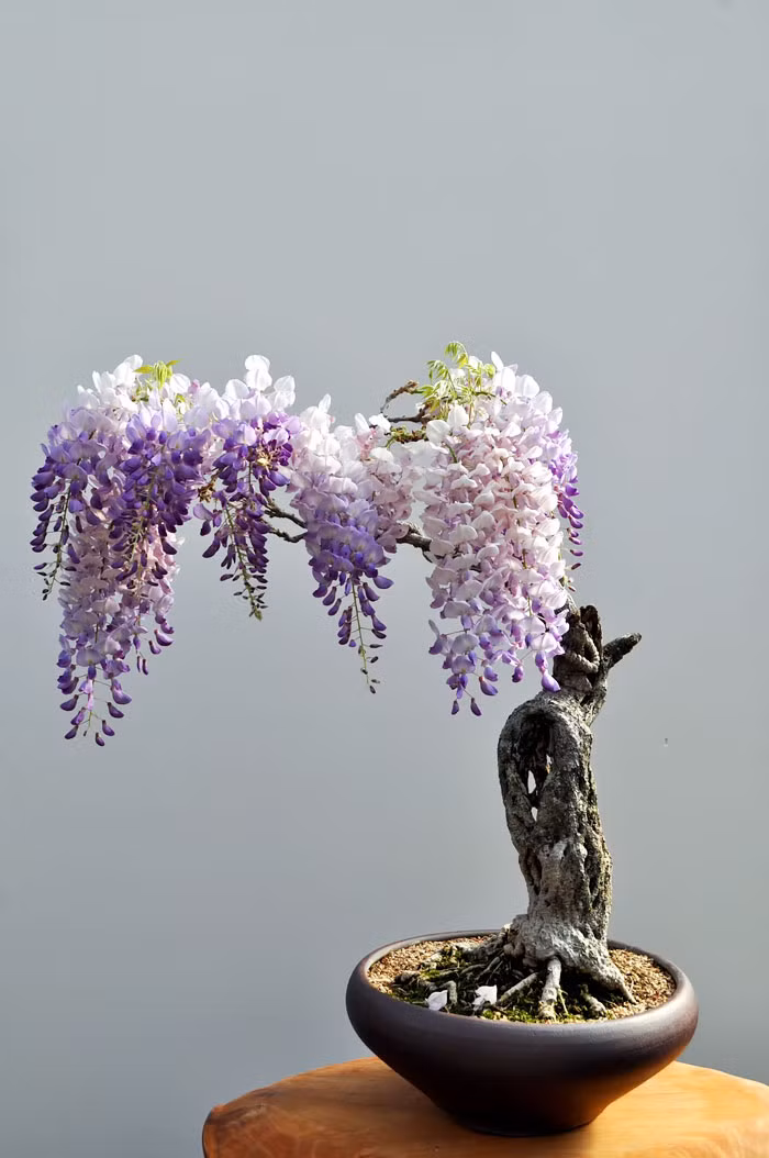 Là một trong những chậu bonsai đẹp nhất thế giới, chậu hoa tử đằng mini có thế rất độc lạ. Dù thân cây khá khô khốc nhưng vẫn cho hoa rất đẹp.