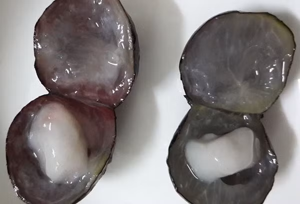Nho thân gỗ có vị chua, không ngon như mong đợi.