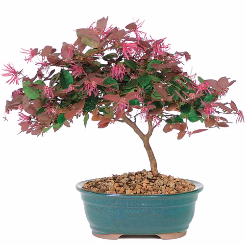 Chậu hoa bonsai mini dù nhỏ nhưng chắc chắn sẽ mang đến cho góc làm việc của bạn sức hút không thể cưỡng lại. Ảnh: Bigcommerce.