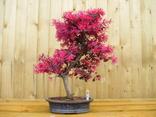 Một chậu hoa bonsai với màu hồng rực rỡ. Ảnh: Allthingsbonsai.