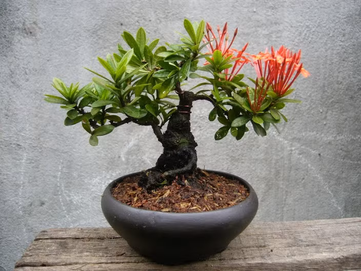 Ngoài hoa tươi thì những chậu bonsai như thế này cũng đủ sức khiến phòng làm việc của bạn có điểm nhấn hút mắt. Ảnh: Lamnong.