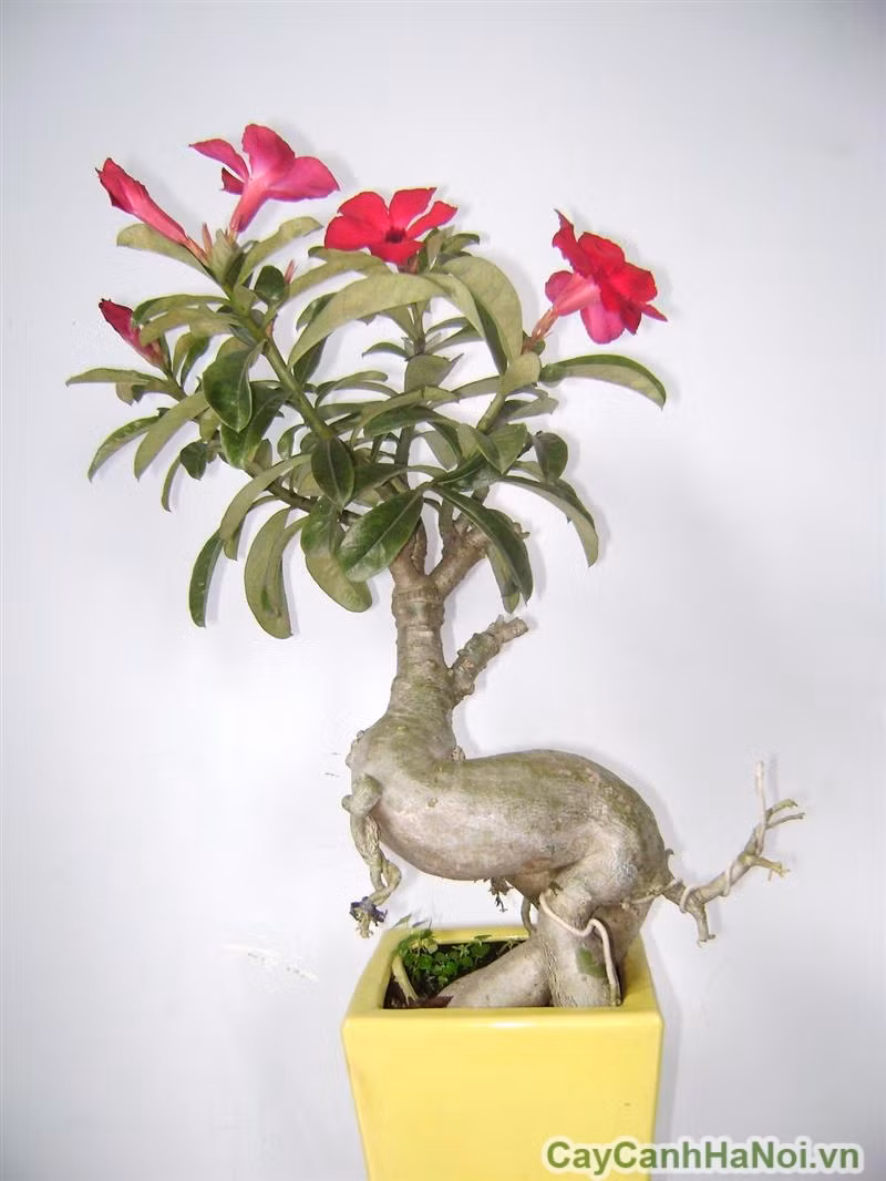 Chậu hoa sứ bonsai với tạo hình độc đáo. Ảnh: Caycanhhanoi.