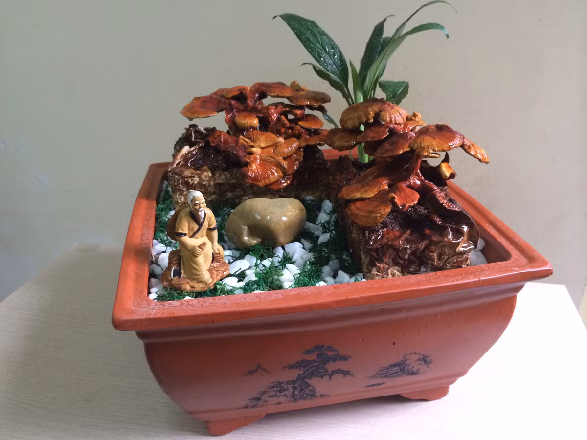 Mỗi chậu nấm bonsai như thế này có giá từ 1 - 2,5 triệu đồng. (Ảnh Nupshop) Mỗi chậu nấm bonsai như thế này có giá từ 1 - 2,5 triệu đồng. (Ảnh Nupshop)