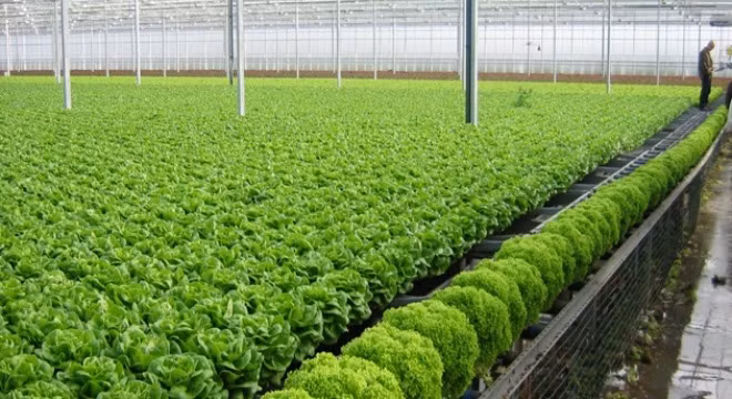 Những luống rau xanh mơn mỡn trong vườn rau khủng này khiến nhiều người mê mẩn. Ảnh: Rausach.