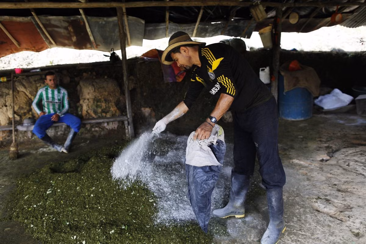 Sau khi lá coca được hái về sẽ được nghiền nát và rắc một lớp xi măng lên để làm cho các lá gắn kết với nhau.