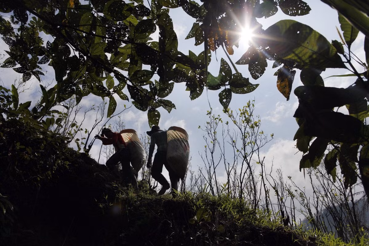 Những cây coca ở vùng núi Antioquia đã sẵn sàng được thu hoạch. Những thửa ruộng coca nằm trong vùng kiểm soát của lực lượng vũ trang cách mạng Colombia (FARC).