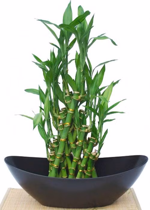 Trong số các loại cây cảnh tết hút tài lộc, phất dụ được ưa chuộng bởi chúng thường được tạo hình độc đáo, cây dễ sống và chăm sóc. Ảnh: Zing.