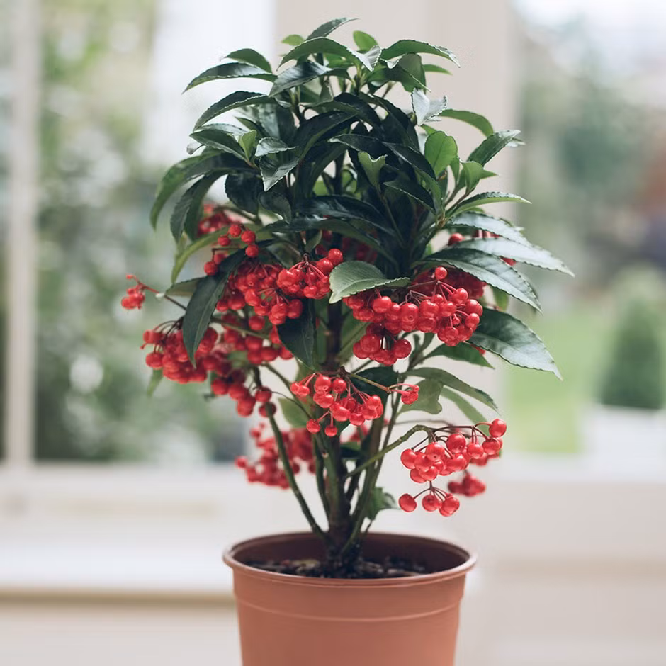 Một chút thay đổi cho không gian sống với điểm nhấn là chậu cây cảnh để bàn đang được nhiều người ưa chuộng. Chậu cây kim ngân lượng với chùm quả sum xuê, sắc đỏ may mắn và tượng trưng cho phú quý sẽ giúp căn nhà thêm sáng bừng ngày Tết. Ảnh: Waitrosegarden
