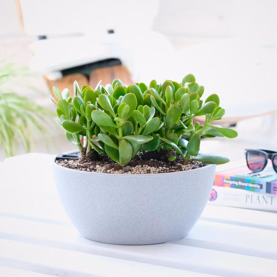 Quan niệm từ xưa cho rằng ngọc bích có khả năng mang lại tài lộc vì vậy loại cây này thường được đặt bên quầy thu ngân, máy đếm tiền, lối vào nhà... Ảnh: Mycityplants