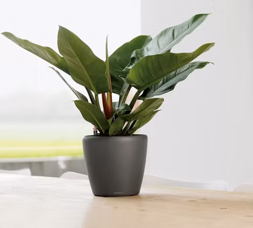 Trầu bà đế vương thể hiện tinh thần đế vương, quyền uy và sức mạnh của gia chủ. Với mức giá từ vài trăm nghìn đến hơn một triệu đồng, nhiều người có thể sở hữu loại cây cảnh này làm đẹp nhà ngày Tết. Ảnh: Vietnamnet