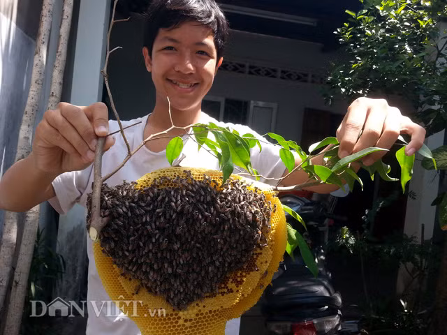 Cắt cành cây, lấy nguyên tổ ong ruồi vàng ươm.