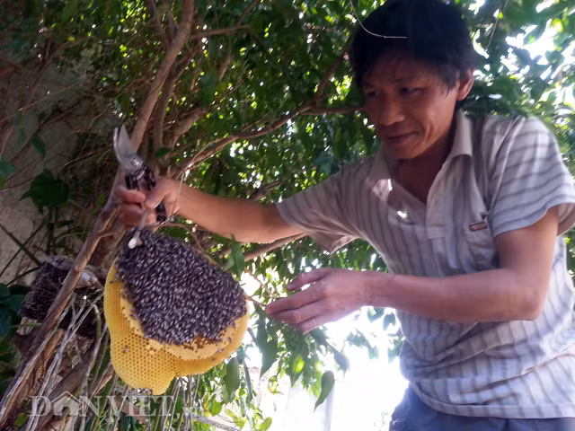 Hỏi han kinh nghiệm bạn bè, thấy bọng mật đã tròn đầy, anh Quang quyết định khai thác mật ong từ ổ này. Lấy tờ báo cuộn đốt khói xua ong, anh nhẹ nhàng cắt dọn cành cây để đưa nguyên tổ ong xuống.