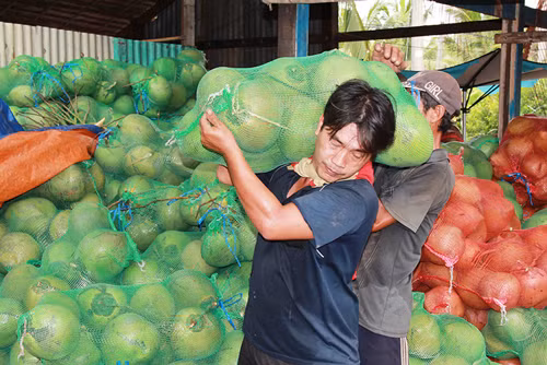 Giá dừa nguyên liệu nhập khẩu từ các nước chênh lệch khá cao so với mức giá thu mua trong địa phương. Ảnh: Vietlinh.