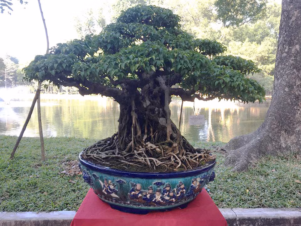 Cũng theo anh Tuấn, thời xa xưa, các cụ thường gọi là sanh mũi hài, bởi vì lá giống như chiếc hài. Khi lá non có màu xanh trắng ngà, lá già mép lá phẳng, đầu lá cong như mũi hài, nhỏ và đều tăm tắp. Nếu xét về lá thì có lẽ đây là loại có lá đẹp nhất.