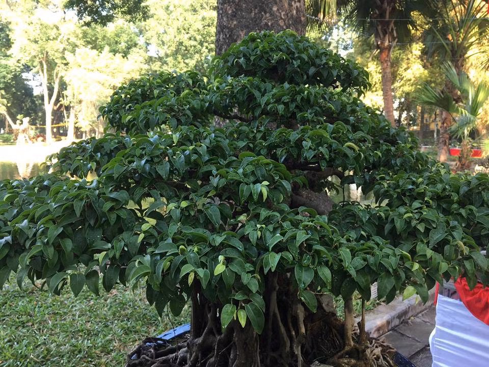 Tên gọi sanh lá móng xuất phát từ hình dáng lá cây như móng rồng tạo nên nét đặc biệt cho giống sanh này. Anh Lê Tuấn, một người mê cây cảnh ở Hà Nội cho biết: "Sanh lá móng nếu dùng phương pháp chiết cành sẽ có bộ rễ rải đều...