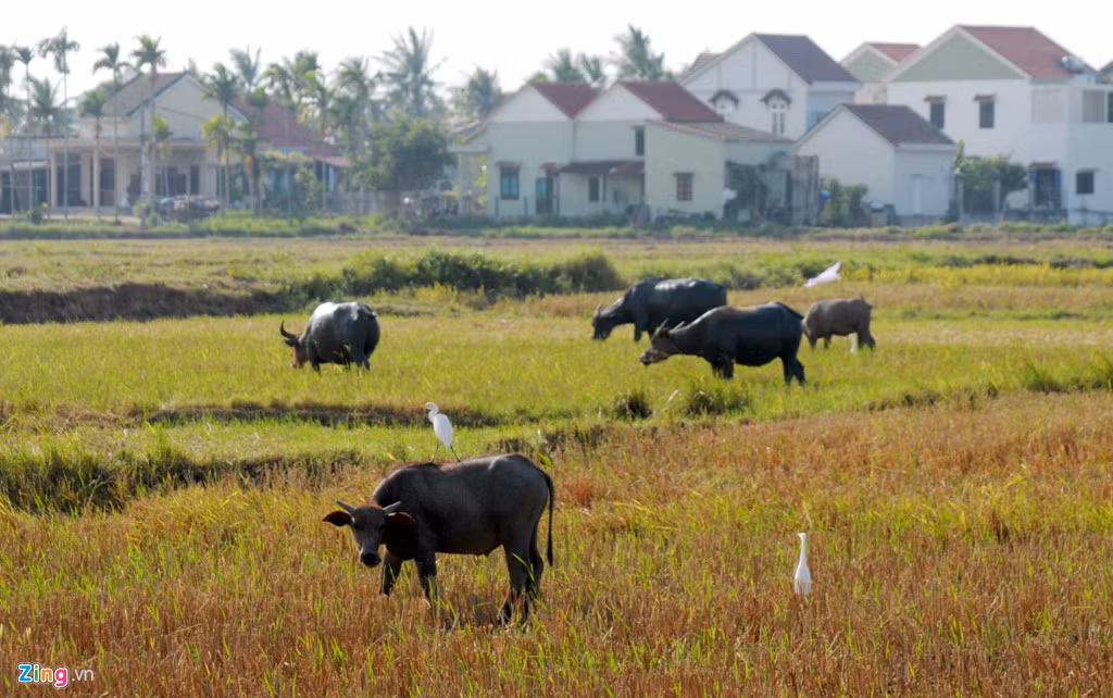 Ông Nguyễn Văn Sơn, Phó chủ tịch UBND TP. Hội An, cho hay địa phương đã cấp phép cho hơn 400 nhà đầu tư, người dân xây biệt thự trên địa bàn. "Nhiều hộ dân xây biệt thự ven sông hấp dẫn du khách trong nước và quốc tế đến tham quan, nghỉ dưỡng, mang lại thu nhập hàng trăm triệu đồng mỗi năm", ông Sơn nói.