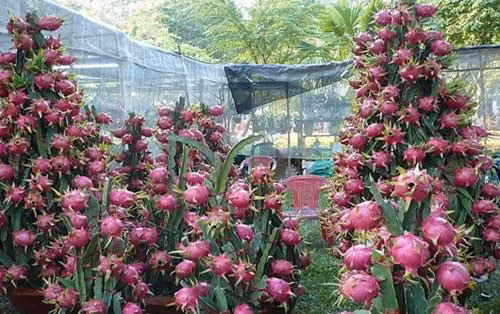 Cận cảnh cây Thanh Long siêu trái.