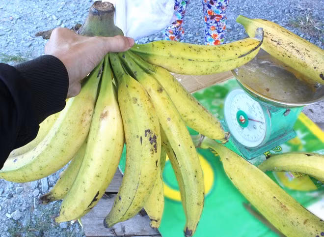 Là giống chuối to nhất Việt Nam, thường mỗi quả có thể nặng đến 1kg hoặc hơn, chính vì thế người dân thường bán theo quả chứ không bán theo cân. Mỗi quả chuối bán tại vười có giá từ 8.000 - 10.000 đồng/quả. Ảnh: ĐSPL.