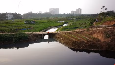 Cánh đồng rau nằm trải dọc theo sông Cầu Đá (đoạn qua thôn Hoàng, Cổ Nhuế 1, Bắc Từ Liêm, Hà Nội) có diện tích hàng chục hecta với đủ các loại: rau muống, mùng tơi, rau ngót, cải...