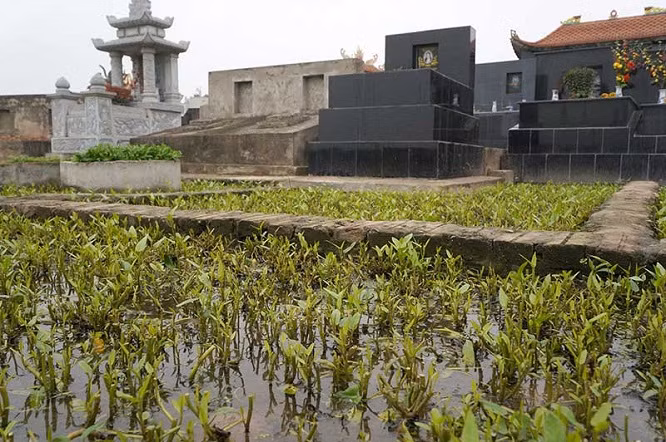 Cận cảnh ruộng rau muống nằm gần nghĩa địa.