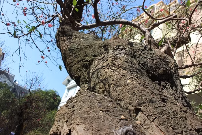 Cây đào có thân xù xì, vảy mốc rất đặc biệt. Ảnh: Dân Việt.