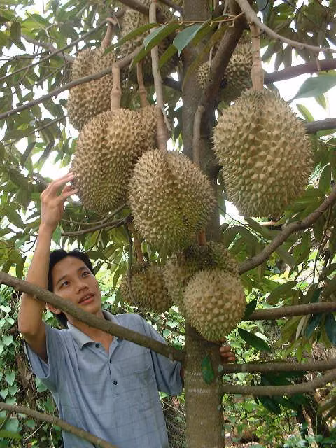 Sầu riêng Musa King có vị béo của bơ, hạt lép, không bị đắng như các loại sầu riêng khác và hương thơm rất đặc trưng. (Ảnh Pinimg)