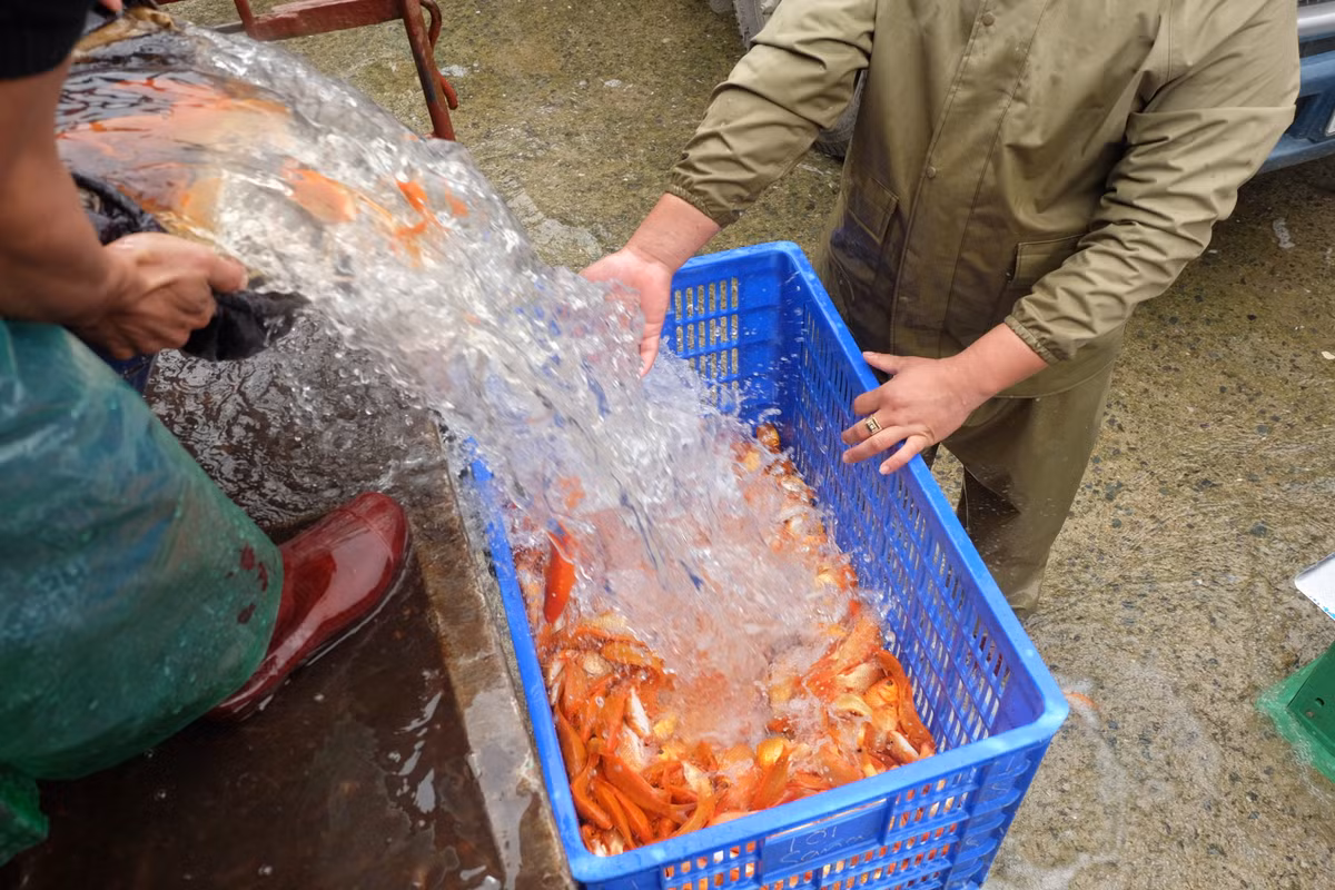 Theo các lái buôn, trung bình mỗi chuyến xe sẽ chở từ 3-5 tạ cá. Với mức giá bán dao động từ 120.000 - 150.000 đồng/kg cá chép, họ có thể thu về 40-60 triệu đồng cho mỗi chuyến hàng.
