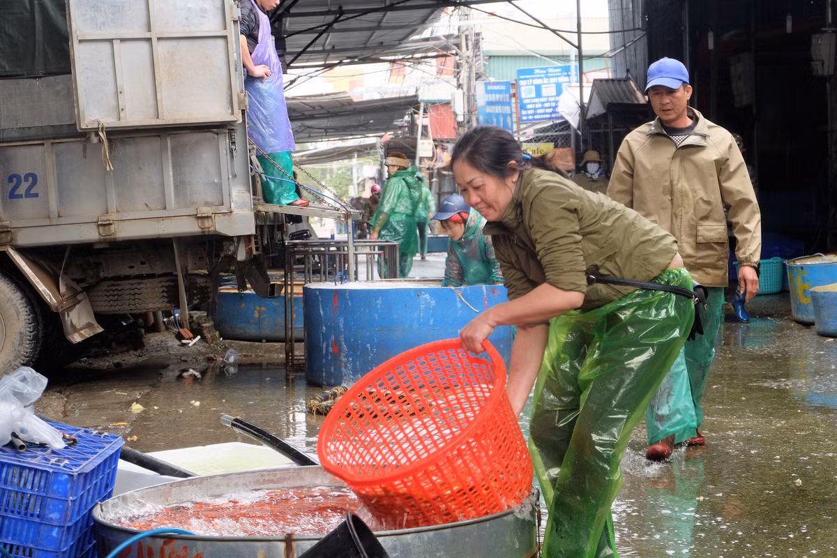 Cá chép đỏ được đổ vào các bể chứa lớn.