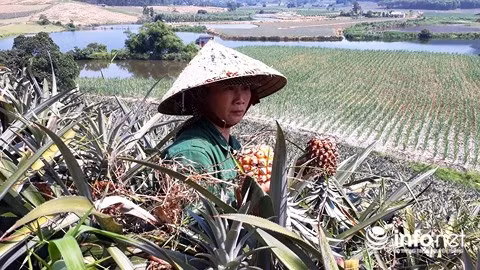 Dứa nhanh hỏng khiến bà con nông dân càng không mặn mà việc thu hoạch. Hiện ở Hà Nội, nhiều đợt giải cứu dứa đang diễn ra để trợ giúp bà con nông dân. Ảnh: Infonet.