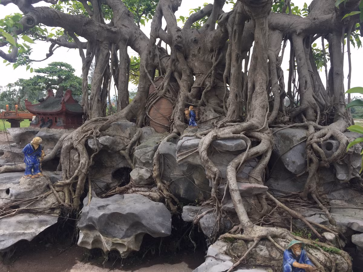 ... Vững vàng ôm lấy hòn đá cảnh.