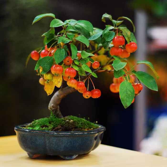 Bonsai cherry lạ mắt.
