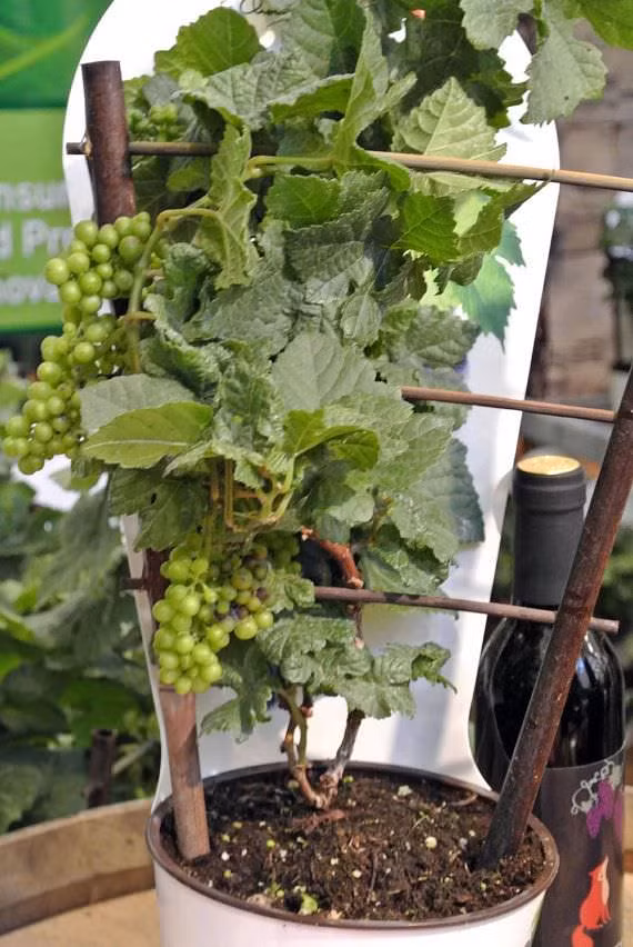 Một cây nho xanh đang trong quá trình leo giàn.