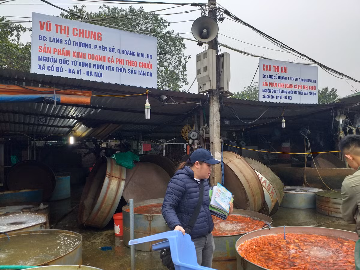 Chị Chung - một tiểu thương tại chợ cho biết: năm nay thời tiết không tốt nên giá cá tăng nhẹ hơn những năm trước.