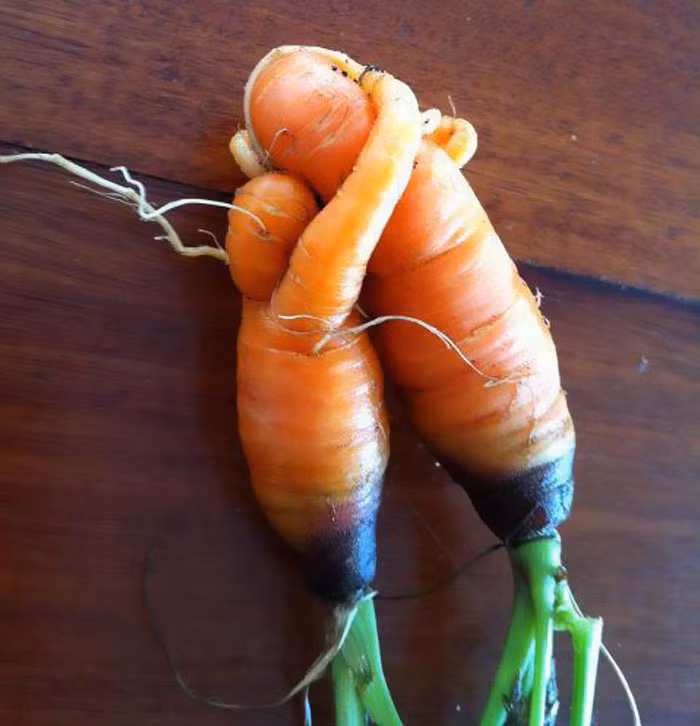 Hai củ cà rốt biến đổi gen dính liền với hình dạng của hai người ôm nhau khá độc đáo.