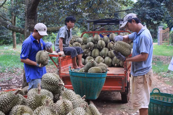Vựa trái cây Cái Mơn thu hút du khách với đủ các loại cây trái ngon ngọt từ sầu riêng đến chôm chôm, xoài... Ảnh: Gody.