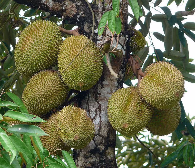 Được biết, ngoài vùng Musang King, hiện giống sầu riêng này cũng được trồng ở các tỉnh Wee Chong Beng, Tanah Merah, Kelantan của Malaysia. (Ảnh Staticflickr)